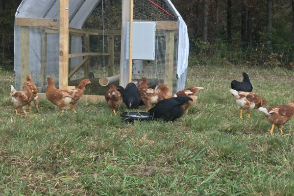 Laying hens outside their chicken tractor