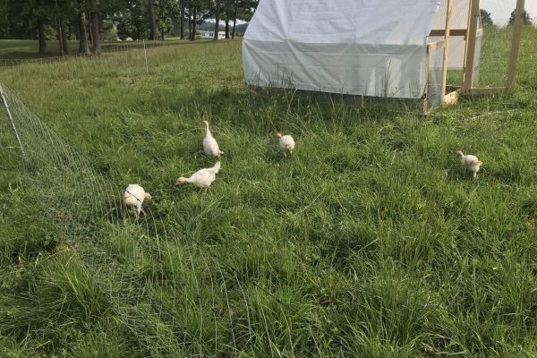 Young turkeys foraging outside their tractor